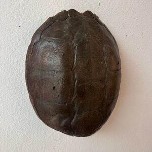 Antique turtle shells